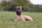 Sighthound-Mongrel