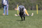 Sighthound-Mongrel