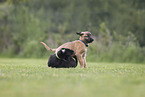 Sighthound-Mongrel