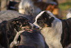 dogs