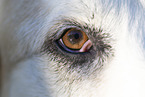 mongrel eye
