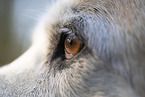 mongrel eye