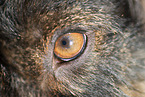 mongrel eye