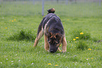 mongrel