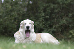 mongrel