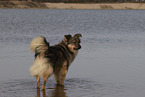 Mongrel