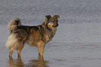 Mongrel