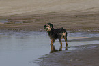 Mongrel