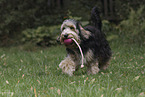 Mongrel