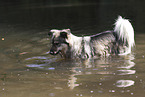 Mongrel