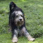 Mongrel