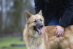 mongrel