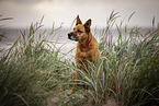 mongrel