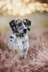 mongrel