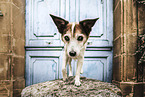 Jack-Russell-Terrier-Mongrel