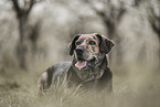 Mongrel