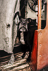 Staffordshire-Terrier-Mongrel