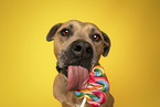 Staffordshire-Terrier-Mongrel