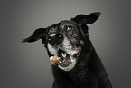 mongrel portrait