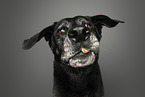 mongrel portrait
