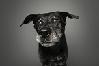 mongrel portrait