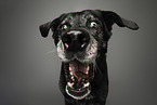 mongrel portrait