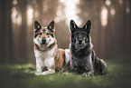 wolfhounds