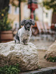 female Bolonka-zwetna-Mongrel