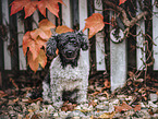 female Bolonka-zwetna-Mongrel