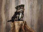 Bolonka-zwetna-Mongrel Puppy