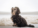Bolonka-zwetna-Mongrel Puppy
