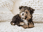 Bolonka-zwetna-Mongrel Puppy
