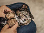 Bolonka-zwetna-Mongrel Puppy