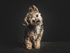 young Bolonka-zwetna-Mongrel