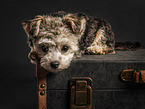 young Bolonka-zwetna-Mongrel