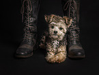 young Bolonka-zwetna-Mongrel