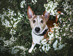 mongrel