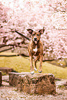 Podenco-Mongrel
