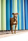 Podenco-Mongrel