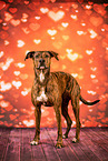 Podenco-Mongrel