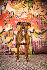 Podenco-Mongrel