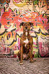 Podenco-Mongrel