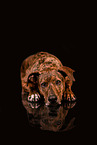 Podenco-Mongrel