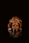 Podenco-Mongrel