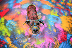 Podenco-Mongrel