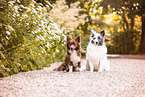 dogs