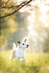 Jack-Russell-Terrier-Mongrel