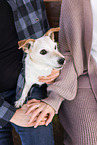 Jack-Russell-Terrier-Mongrel