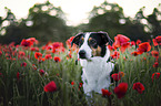 Border-Collie-Mongrel