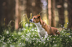 Terrier-Mongrel